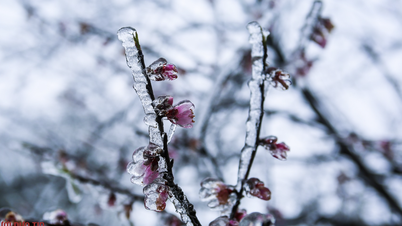 Το χιόνι καλύπτει την «στέγη» του Y Ty σαν παραμύθι