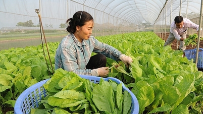 Řešení, která pomohou stabilizovat zemědělský trh v hlavním městě