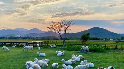 Prairie des moutons d'An Hoa : Découvrez la steppe nomade de Ninh Thuan