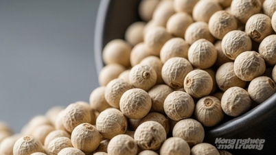 کالی مرچ کی قیمت آج 1 دسمبر 2025: سب سے زیادہ 151,000 VND/kg