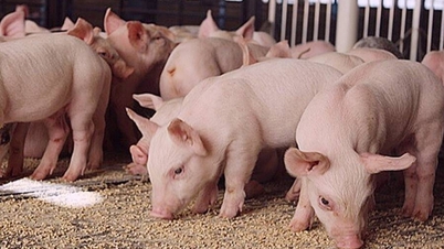 سور کی قیمت آج 1 دسمبر 2025: اوپر کا رجحان جاری ہے۔