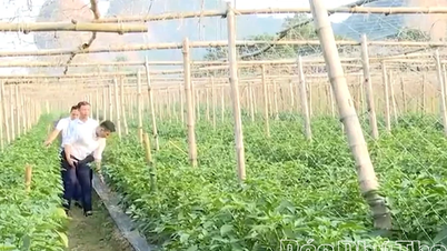 Connecting platform, creating sustainable livelihoods