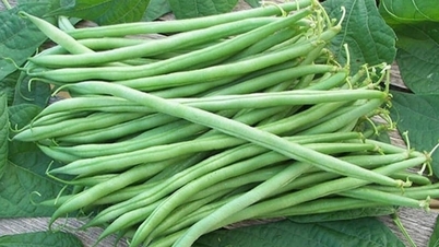 Dieses preiswerte Gemüse ist der König des Kalziums und in jedem Gericht nahrhaft.