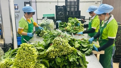 Hanoj ​​si klade za cíl produkovat více než 400 000 tun bezpečné zeleniny ročně.