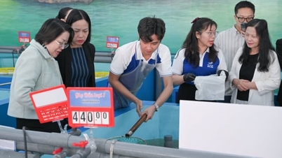 ہنوئی میں وان ڈان سمندری غذا کی مارکیٹ 'مصنوعی ایکویریم' ٹیکنالوجی میں سرمایہ کاری کرتی ہے۔