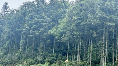 ترحب لاو كاي بالفرص الاقتصادية الخضراء بفضل تخزين الكربون من الغابات