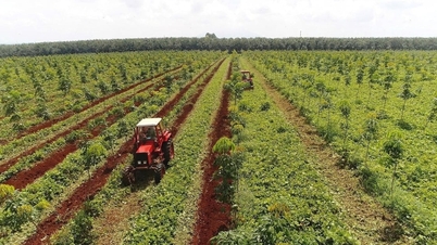 Rubber price today December 1, 2025: Asia fluctuates, domestic stable