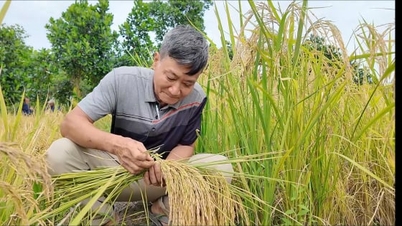 Os agricultores de An Giang receberam um certificado de proteção para a variedade de arroz glutinoso aromático AG do Ministério da Agricultura e do Meio Ambiente.