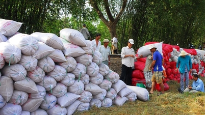 Harga beras hari ini 1 Desember 2025: Ekspor tetap stabil