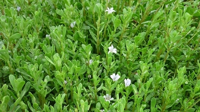 Эксплуатация и развитие генетических ресурсов Бач Бо и Рау Данг Бьен