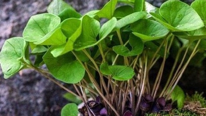 Использование и развитие генетических ресурсов лекарственного растения Те Тан Ла Тим для обеспечения устойчивого производства лекарственных средств во Вьетнаме