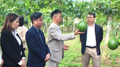 Выращивание высокоурожайных плодов сорта Гак по цене 12 000 донгов/кг недостаточно для продажи.