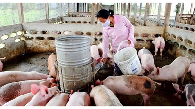 Освоение источников генов вирусов для разработки диагностических наборов и вакцин