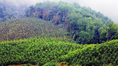 Решения для восстановления плодородия и устойчивого развития лесного хозяйства