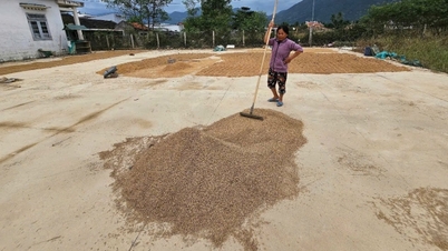Фермерам Кханьхоа нужна поддержка из-за поврежденных семян риса