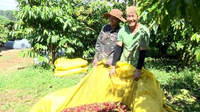 Affirming the position of "brown gold" Lam Dong