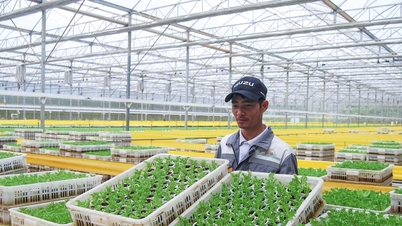 4 seasons of hydroponic lettuce