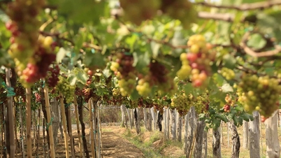 Ba Moi Vineyard: walking under the grape canopy, tasting handmade wine