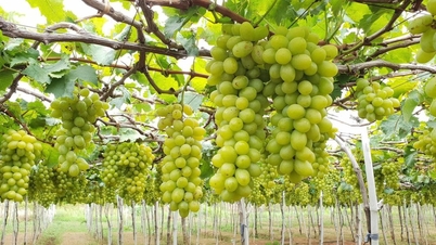 Vườn nho Ba Mọi: Tham quan miễn phí xứ sở nho Ninh Thuận