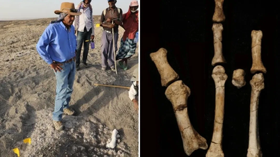 340万年前の化石の発見により人類の祖先が明らかに