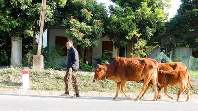Nghe An schützt Nutztiere proaktiv vor extremen Wetterbedingungen