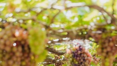 نينه ثوان: يوم في كرم العنب، قطف وتذوق في الموقع