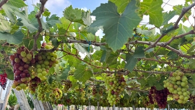 Winnica Ninh Thuan: Odkryj stolicę winogron w Wietnamie