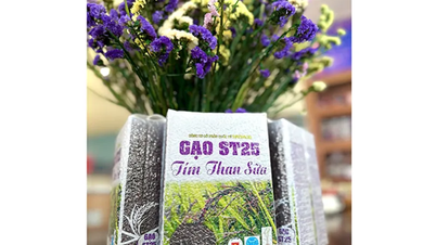 เมืองกานโธ: เดินหน้าเปิดตัวผลิตภัณฑ์ข้าวสีม่วง ST25 ที่ผลิตตามกระบวนการลดการปล่อยมลพิษ