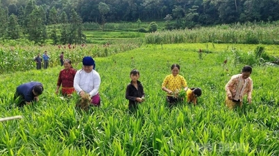 龍口ショウガの収穫は高収量を達成