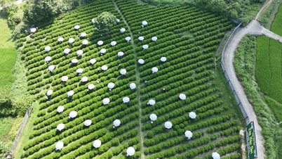 Direcția de dezvoltare durabilă pentru produsele OCOP în Thai Nguyen