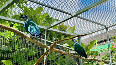 کون ڈاؤ نیشنل پارک ریڈ بک میں درج 5 پرندے وصول کرتا ہے۔