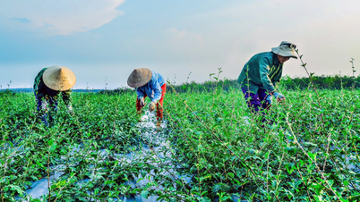 نحو الزراعة الحديثة