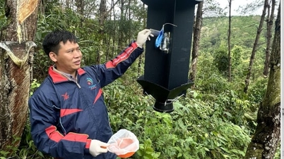 Construindo uma rede eficaz de saúde florestal e biossegurança