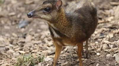الحفاظ على الأنواع المهددة بالانقراض باستخدام التكنولوجيا الجينومية