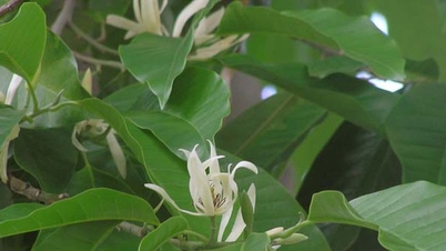 Membina pangkalan data Magnoliophyta di Vietnam