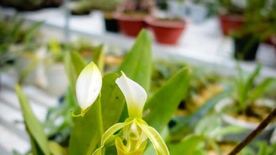 Pemuliharaan dan pembangunan sumber gen dua spesies orkid yang jarang ditemui di Vietnam