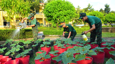 Bộ đội rộn ràng trồng hoa Tết