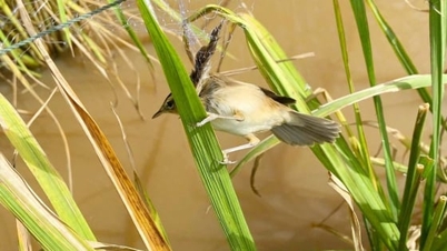 เมืองกานโธเสริมสร้างการจัดการสัตว์ป่าจากเมืองสู่รากหญ้า