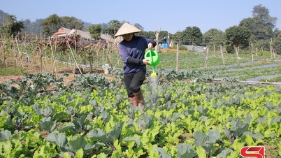 Bertindak balas kepada cuaca melampau, melindungi pengeluaran tanaman musim sejuk