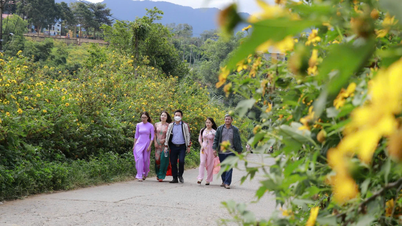 Musim bunga matahari liar di wilayah perbatasan