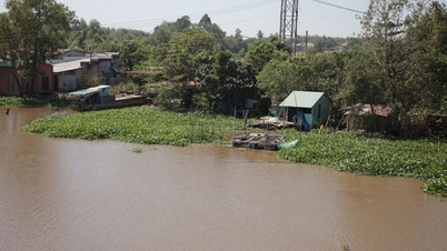 डोंग नाई नदी पर जलकुंभी उपचार कार्य का अंतिम निरीक्षण और स्वीकृति