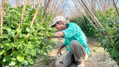 Фермеры ищут способы уменьшить ущерб после штормов и наводнений