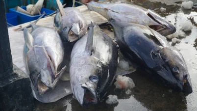 Seafood exports may reach 11 billion USD