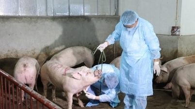 아프리카돼지열병은 여전히 ​​발병 위험이 있습니다.