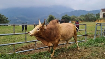 ゲアン省、牛の群れを増やし、水牛の群れを減らす