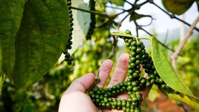 سعر الفلفل اليوم 2 ديسمبر 2025: انخفاض حاد