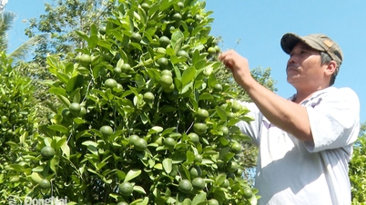 금귤 재배자들은 설날 시즌에 바쁘다