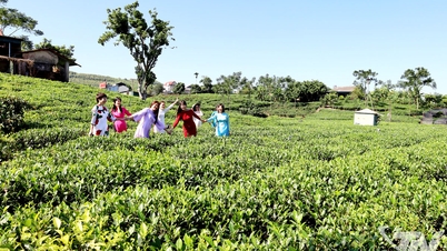 Verhoging van Tan Cuong-theeproducten