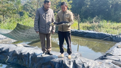 פטריות סוללות את הדרך לצמצום העוני