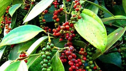 Harga lada dan kopi jatuh mendadak